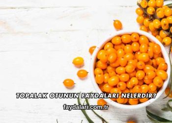 Topalak Otunun Faydaları Nelerdir?