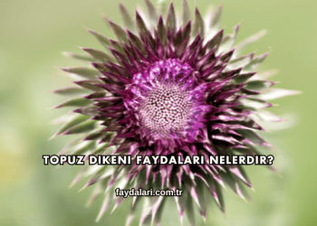 Topuz Dikeni Faydaları Nelerdir?