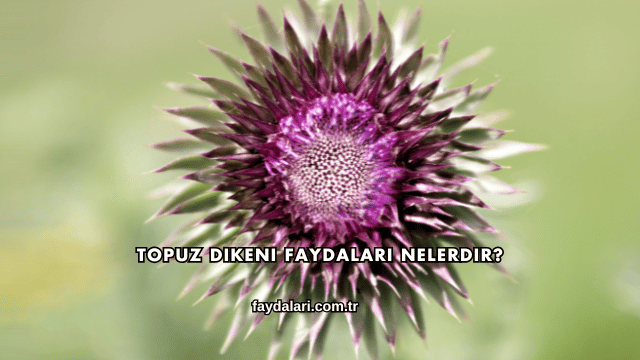 Topuz Dikeni Faydaları Nelerdir?