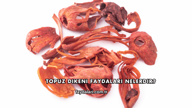 Topuz Dikeni Faydaları Nelerdir?