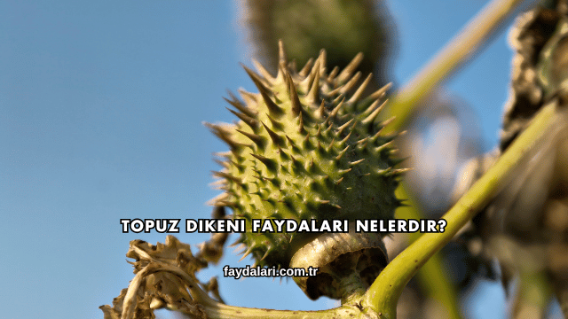 Topuz Dikeni Faydaları Nelerdir?