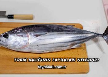 Torik Balığının Faydaları Nelerdir?