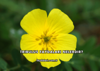 Tribulus Faydaları Nelerdir?