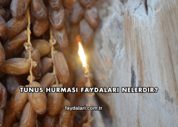 Tunus Hurması Faydaları Nelerdir?