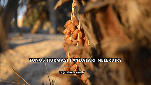 Tunus Hurması Faydaları Nelerdir?