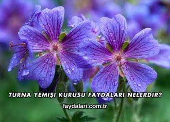 Turna Yemişi Kurusu Faydaları Nelerdir?