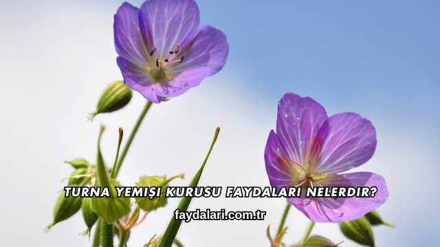 Turna Yemişi Kurusu Faydaları Nelerdir?