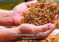 Tütünün Faydaları Nelerdir?