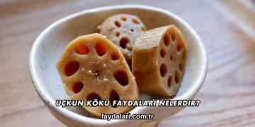 Uçkun Kökü Faydaları Nelerdir?