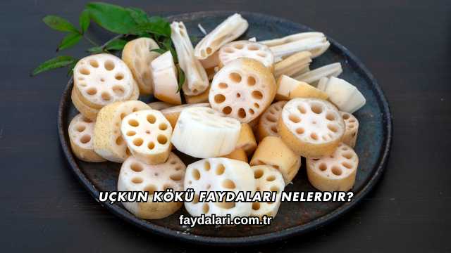 Uçkun Kökü Faydaları Nelerdir?