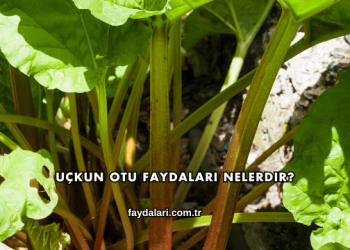 Uçkun Otu Faydaları Nelerdir?