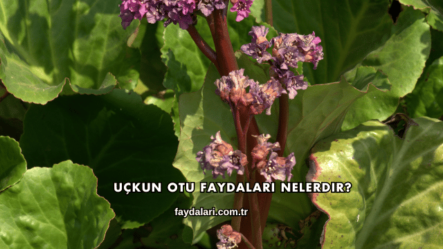 Uçkun Otu Faydaları Nelerdir?