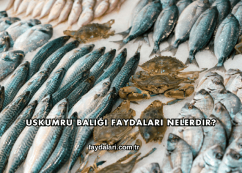 Uskumru Balığı Faydaları Nelerdir?