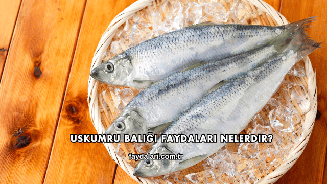 Uskumru Balığı Faydaları Nelerdir?