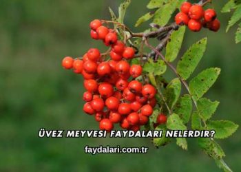 Üvez Meyvesi Faydaları Nelerdir?