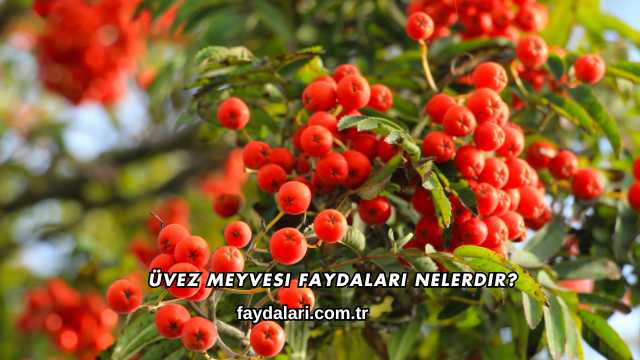 Üvez Meyvesi Faydaları Nelerdir?