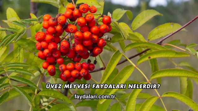 Üvez Meyvesi Faydaları Nelerdir?
