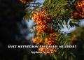 Üvez Meyvesinin Faydaları Nelerdir?