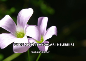 Uyku Çiçeği Faydaları Nelerdir?
