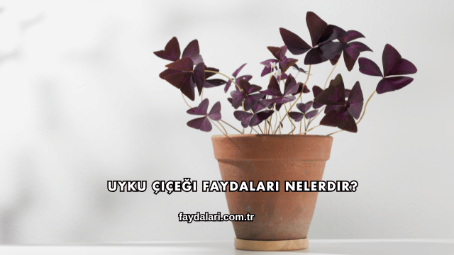 Uyku Çiçeği Faydaları Nelerdir?