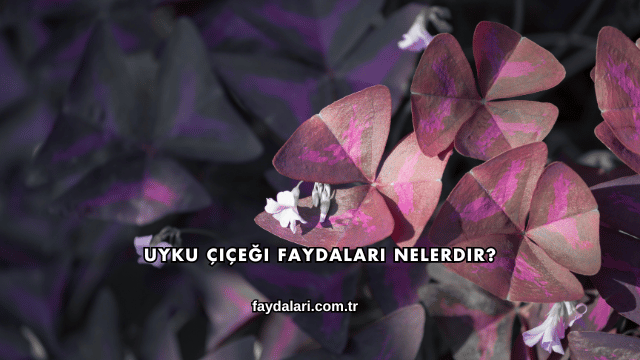 Uyku Çiçeği Faydaları Nelerdir?