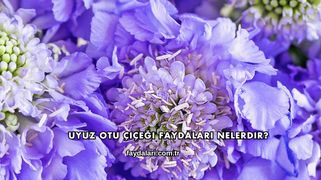 Uyuz Otu Çiçeği Faydaları Nelerdir?