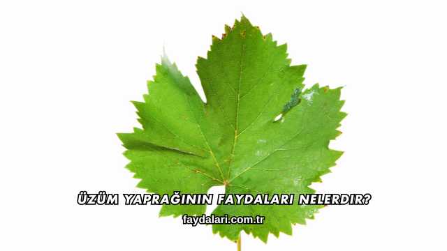 Üzüm Yaprağının Faydaları Nelerdir?