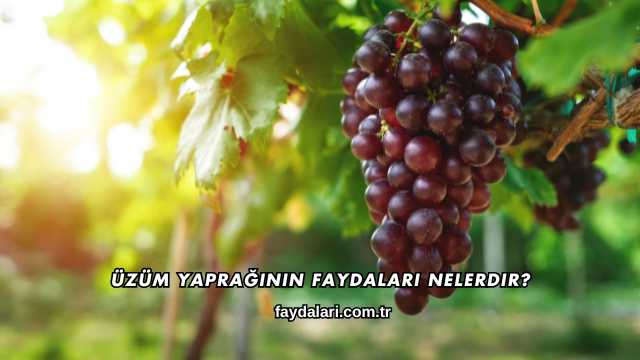 Üzüm Yaprağının Faydaları Nelerdir?