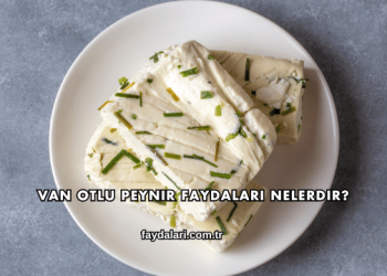 Van Otlu Peynir Faydaları Nelerdir?
