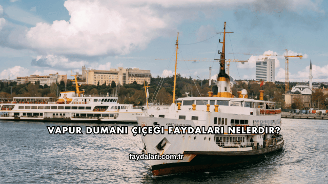 Vapur Dumanı Çiçeği Faydaları Nelerdir?