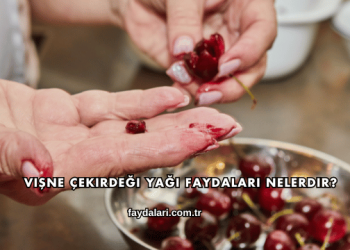 Vişne Çekirdeği Yağı Faydaları Nelerdir?