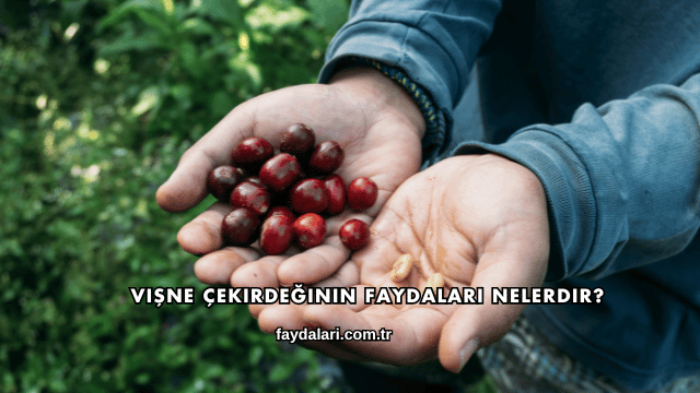Vişne Çekirdeğinin Faydaları Nelerdir?