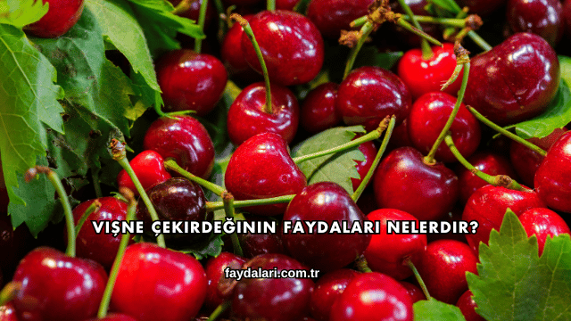 Vişne Çekirdeğinin Faydaları Nelerdir?