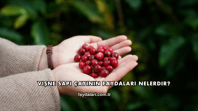 Vişne Sapı Çayının Faydaları Nelerdir?