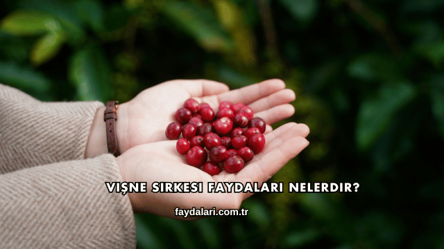 Vişne Sirkesi Faydaları Nelerdir?