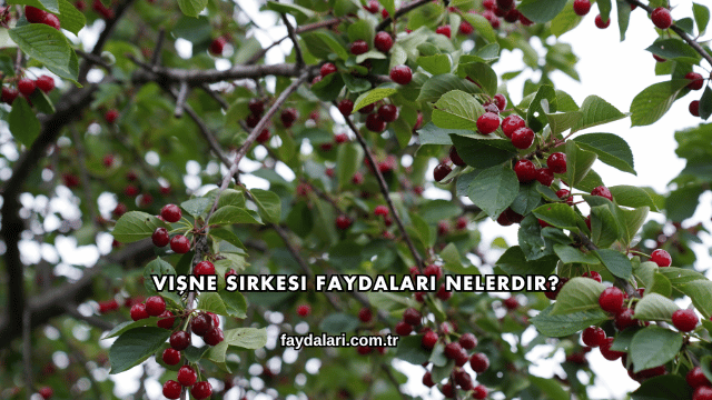 Vişne Sirkesi Faydaları Nelerdir?