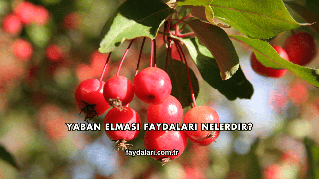 Yaban Elması Faydaları Nelerdir?