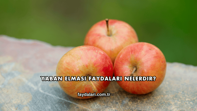 Yaban Elması Faydaları Nelerdir?