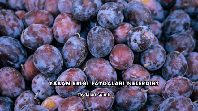 Yaban Eriği Faydaları Nelerdir?