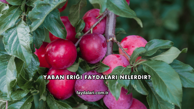Yaban Eriği Faydaları Nelerdir?