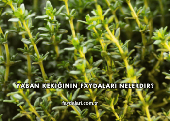 Yaban Kekiğinin Faydaları Nelerdir?