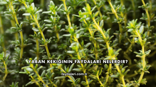 Yaban Kekiğinin Faydaları Nelerdir?