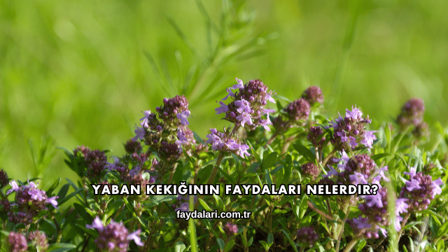 Yaban Kekiğinin Faydaları Nelerdir?