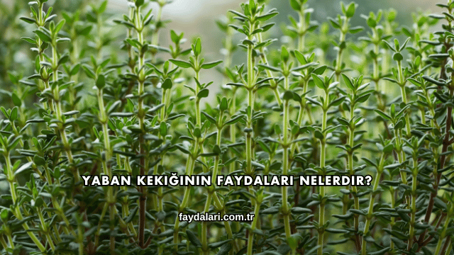 Yaban Kekiğinin Faydaları Nelerdir?