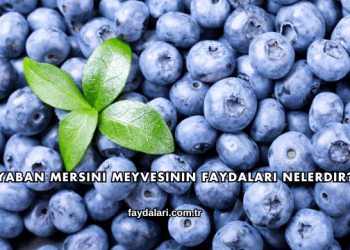 Yaban Mersini Meyvesinin Faydaları Nelerdir?