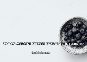 Yaban Mersini Sirkesi Faydaları Nelerdir?