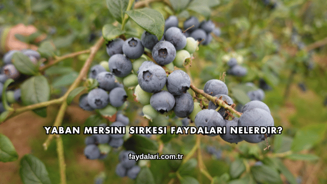 Yaban Mersini Sirkesi Faydaları Nelerdir?