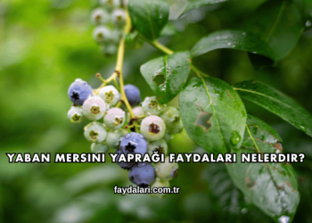 Yaban Mersini Yaprağı Faydaları Nelerdir?