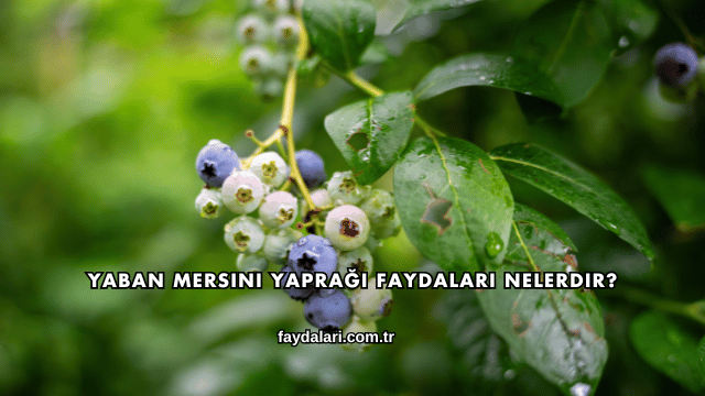 Yaban Mersini Yaprağı Faydaları Nelerdir?