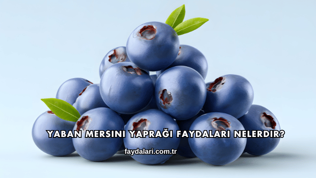 Yaban Mersini Yaprağı Faydaları Nelerdir?